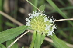 Spermacoce densiflora