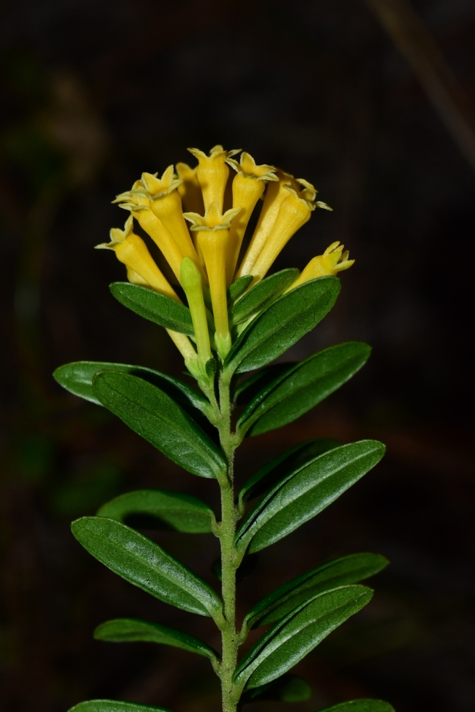 Cestrum humile