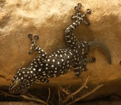 Ptyodactylus puiseuxi