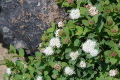 Spiraea beauverdiana