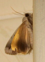 Ophiusa dianaris