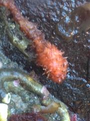 Boltenia villosa