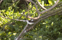 Fluvicola albiventer