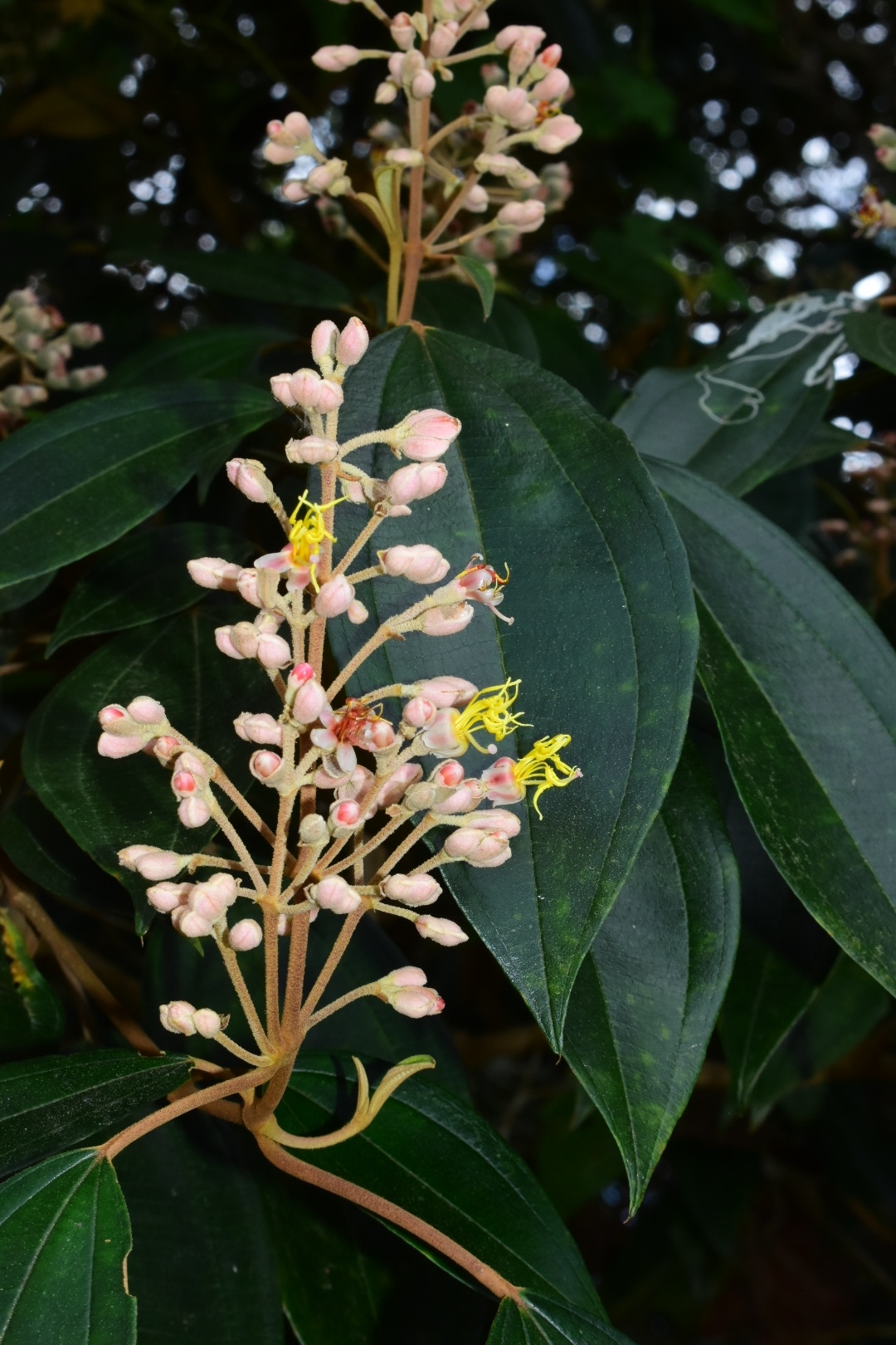 Miconia mirabilis