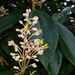 Miconia mirabilis - Photo (c) Joey Santore, some rights reserved (CC BY-NC), uploaded by Joey Santore