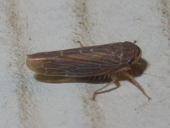 Chlorotettix necopinus