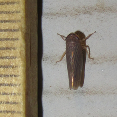 Chlorotettix necopinus