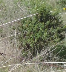 Cistus monspeliensis