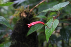 Centropogon costaricae image