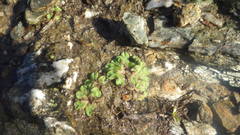 Riccia gougetiana