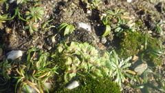 Riccia gougetiana