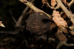 Andricus sternlichti