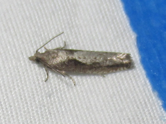 Chimoptesis