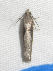 Chimoptesis
