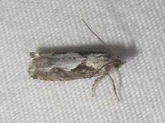 Chimoptesis