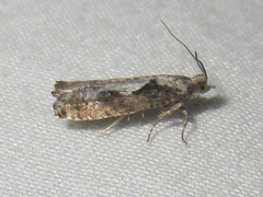 Chimoptesis
