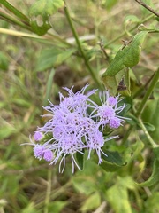 Chromolaena odorata