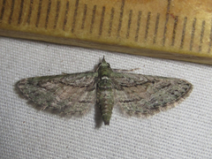 Eupithecia longidens