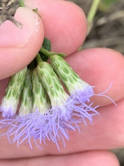 Chromolaena odorata