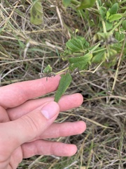 Chromolaena odorata