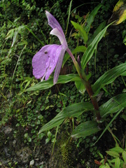 Roscoea purpurea