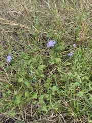 Chromolaena odorata