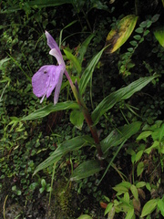 Roscoea purpurea