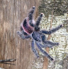 Avicularia juruensis
