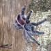 Yellow-banded Pinktoe Tarantula - Photo (c) ithoughtofthisfirst, some rights reserved (CC BY-NC)