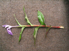 Roscoea purpurea