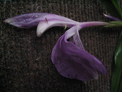 Roscoea purpurea