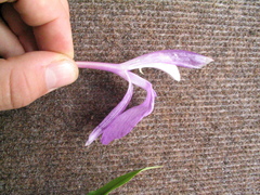 Roscoea purpurea