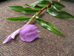 Roscoea purpurea