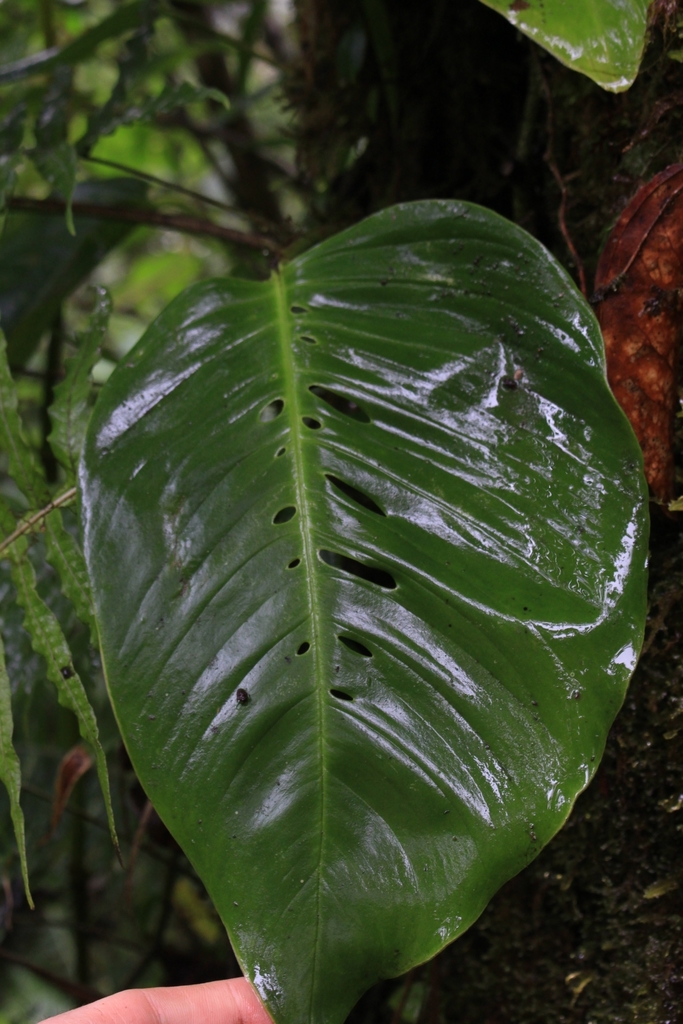 Monstera oreophila  iNaturalist