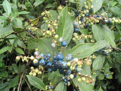Gaultheria fragrantissima