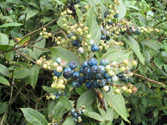 Gaultheria fragrantissima