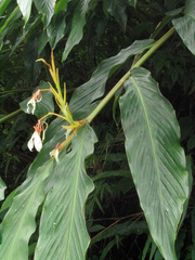 Hedychium spicatum