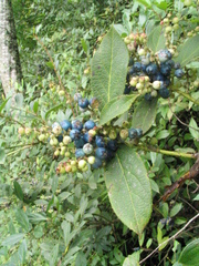 Gaultheria fragrantissima