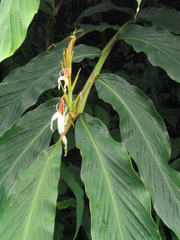 Hedychium spicatum