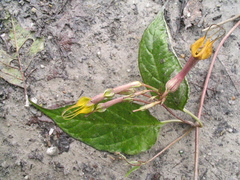 Ceropegia pubescens