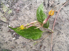 Ceropegia pubescens