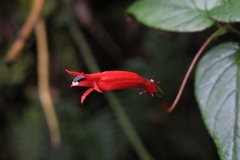 Centropogon costaricae image