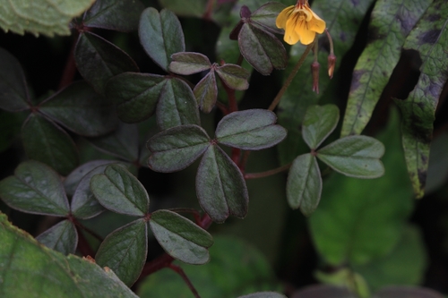 Oxalis spiralis