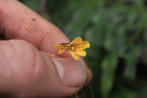 Oxalis spiralis