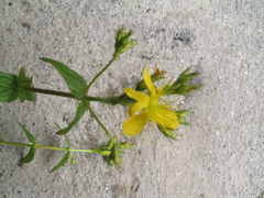 Hypericum elodeoides