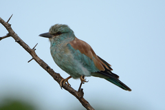 Coracias garrulus garrulus