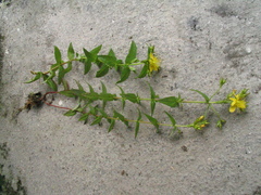 Hypericum elodeoides