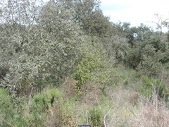Cistus monspeliensis