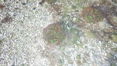 Limonium ovalifolium