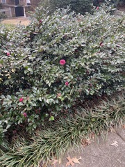 Camellia